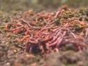 worms.jpg