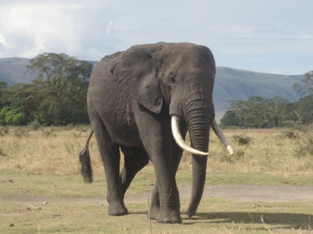 Ngorongoro crater, Tanzania