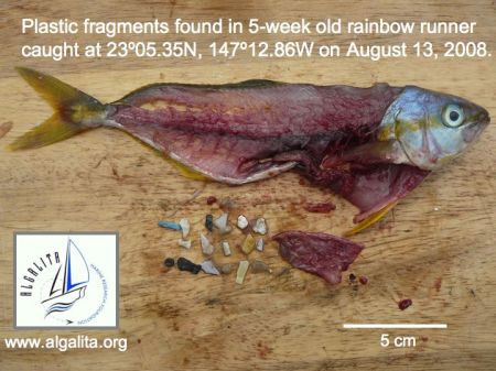 rainbowrunner_plastic