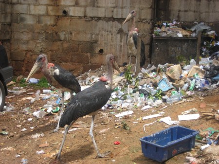Marabou storks trash digging through trash in Kampala
