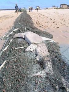 Photographer: Jane Dermer, Carpentaria Ghost Nets, ghostnets.com Photographer: Jane Dermer, Carpentaria Ghost Nets, ghostnets.com