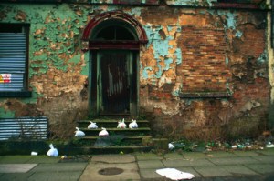 Trash bunnies from Liverpool
